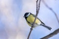 Small bird tomtit sits on snow