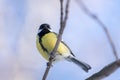 Small bird tomtit sits on snow