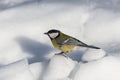 Small bird tomtit sits on snow