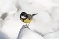 Small bird tomtit sits on snow