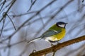 A small bird of the tomtit sits on a tree branch in the park. Close-up. Spring sunny day