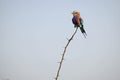 Small bird on top of a branch