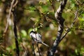 Black-Capped Chickadee Small bird in tree Royalty Free Stock Photo