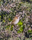 Small bird at tree Royalty Free Stock Photo