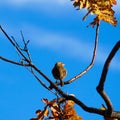 The small bird on the tree