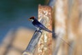 Small bird, Wire-tailed Swallow, Hirundo smithii, perched Royalty Free Stock Photo