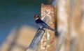 Small bird, Wire-tailed Swallow, Hirundo smithii, perched Royalty Free Stock Photo