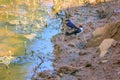 Small bird, Wire-tailed Swallow, Hirundo smithii, lake side