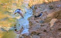 Small bird, Wire-tailed Swallow, Hirundo smithii, lake side