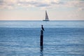The small bird on wooden sea pillar with sailing boat in background