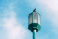 A small bird with a yellow beak sits on a street blue lamp, bottom view on a background of blue sky with small clouds. Freedom. Royalty Free Stock Photo