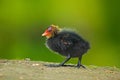 Small bird. Young of duck. Brown water bird with yellow and red bill Common Moorhen, Porphyrio martinicus, walking in the grass. G Royalty Free Stock Photo