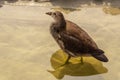 A small bird, a young reed bird, walks along the pond