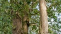 Small birdhouse perched on top of a tree