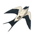 Small birds of barn swallow or martlet in Europe. Exotic tropical animal icons. Use for wedding, party. engraved hand Royalty Free Stock Photo