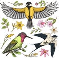 Small birds of barn swallow or martlet and parus or titmouse, Rufous. daffodil and orchid with leaves and Roses buds