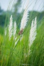 Small birds in the big grassland inida Royalty Free Stock Photo