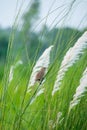 Small birds in the big grassland inida Royalty Free Stock Photo