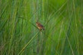 Small birds in the big grassland inida Royalty Free Stock Photo