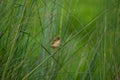 Small birds in the big grassland inida Royalty Free Stock Photo