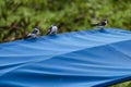 Small birds on a blue canvas in the Pituacu park Royalty Free Stock Photo