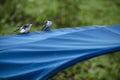 Small birds on a blue canvas in the Pituacu park Royalty Free Stock Photo
