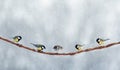 Small birds chickadees and sparrows sit on a branch in a winter snow park