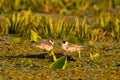 Small birds in Danube delta , bird mating call , wildlife bird watching. Royalty Free Stock Photo