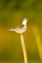 Small birds in Danube delta , bird mating call , wildlife bird watching. Royalty Free Stock Photo