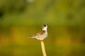 Small birds in Danube delta , bird mating call , wildlife bird watching. Royalty Free Stock Photo