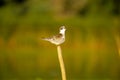 Small birds in Danube delta , bird mating call , wildlife bird watching. Royalty Free Stock Photo