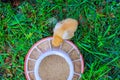 Small birds eating from special feeder in a rural farm environment. Royalty Free Stock Photo