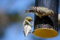 Small Birds on a feeder Royalty Free Stock Photo