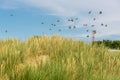 Small birds fly over the grass