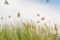 Small birds fly over the grass