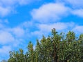 Small birds on the green tree with a blue sky background. Space for text Royalty Free Stock Photo