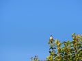 Small birds on the green tree with a blue sky background. Space for text Royalty Free Stock Photo