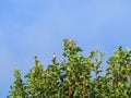 Small birds on green tree with blue sky background Royalty Free Stock Photo