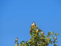Small birds on green tree with blue sky background Royalty Free Stock Photo