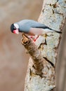 Small birds light blue Royalty Free Stock Photo