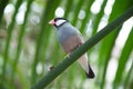 Small birds light blue Royalty Free Stock Photo