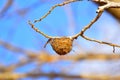 Small birds nest on a dry branch of a tree at Sagareshwar wildlife sanctuary, Sangli, Maharashtra Royalty Free Stock Photo