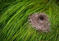 Small Birds Nest on Wet Grass Royalty Free Stock Photo