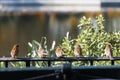 Small birds resting on sunny fence in Central Park, New York