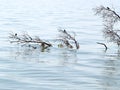 Small birds sit on branches of a tree falling into the water