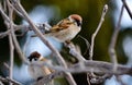 Birds of the steppes