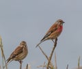 The small birds of the summer!