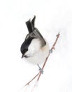 Small birdy on snow Royalty Free Stock Photo