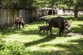 Small bison follows his mother , Bialowieza National Park