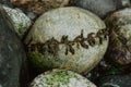 Small bit of seaweed wrapped around a rock